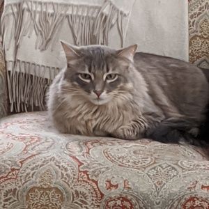 Meet your Posher, Alyson